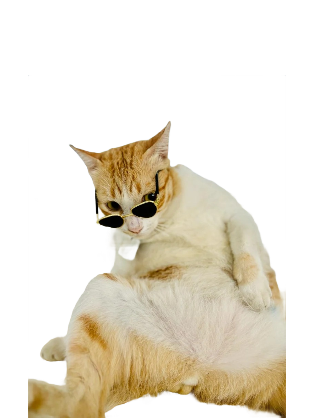 The Sailmakers Cat — South East Asia Sail team