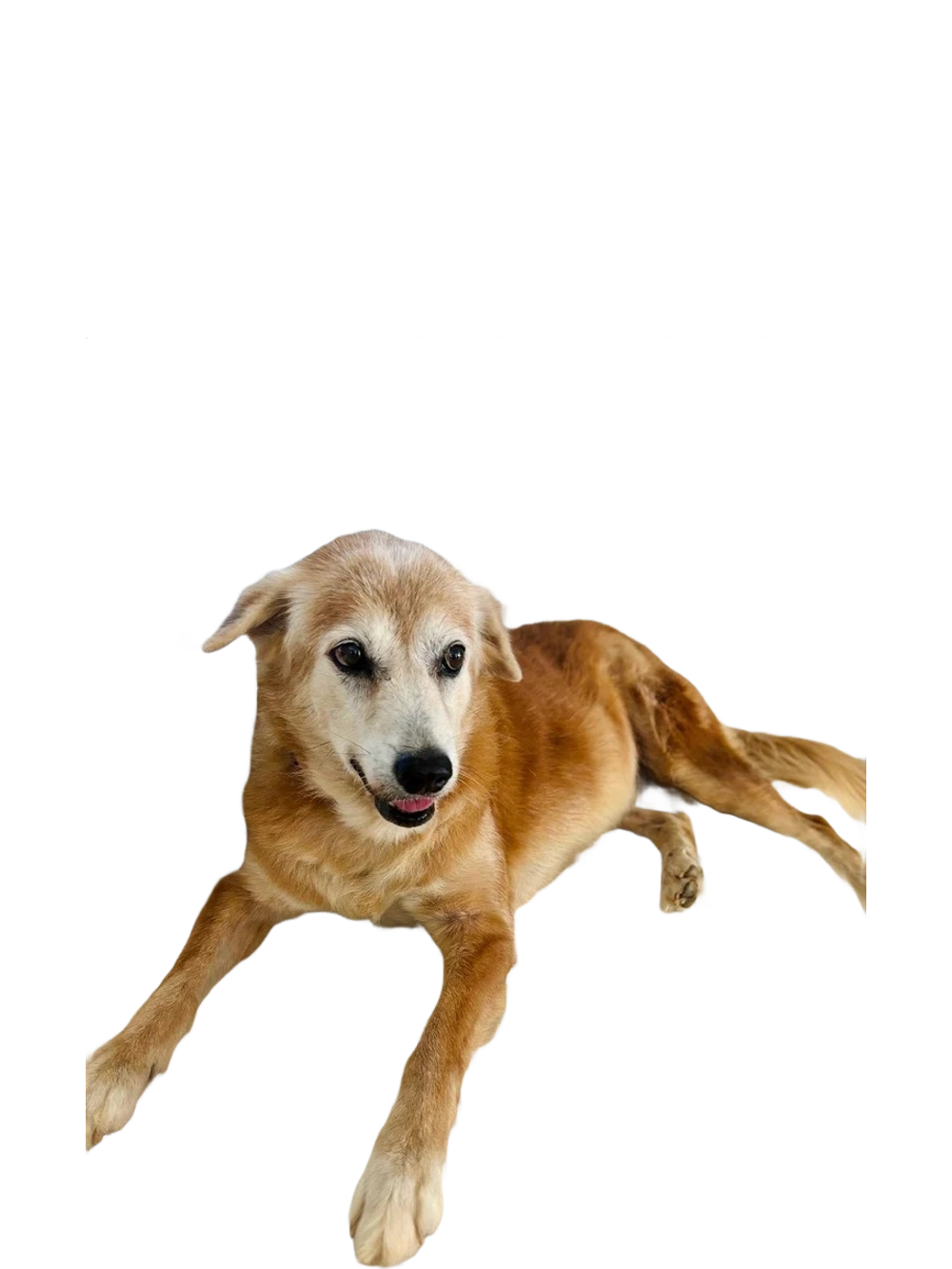 The Sailmakers Dog — South East Asia Sail team